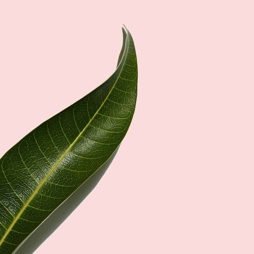 UV PLUS - Anti-Pollution SPF50 - Rose